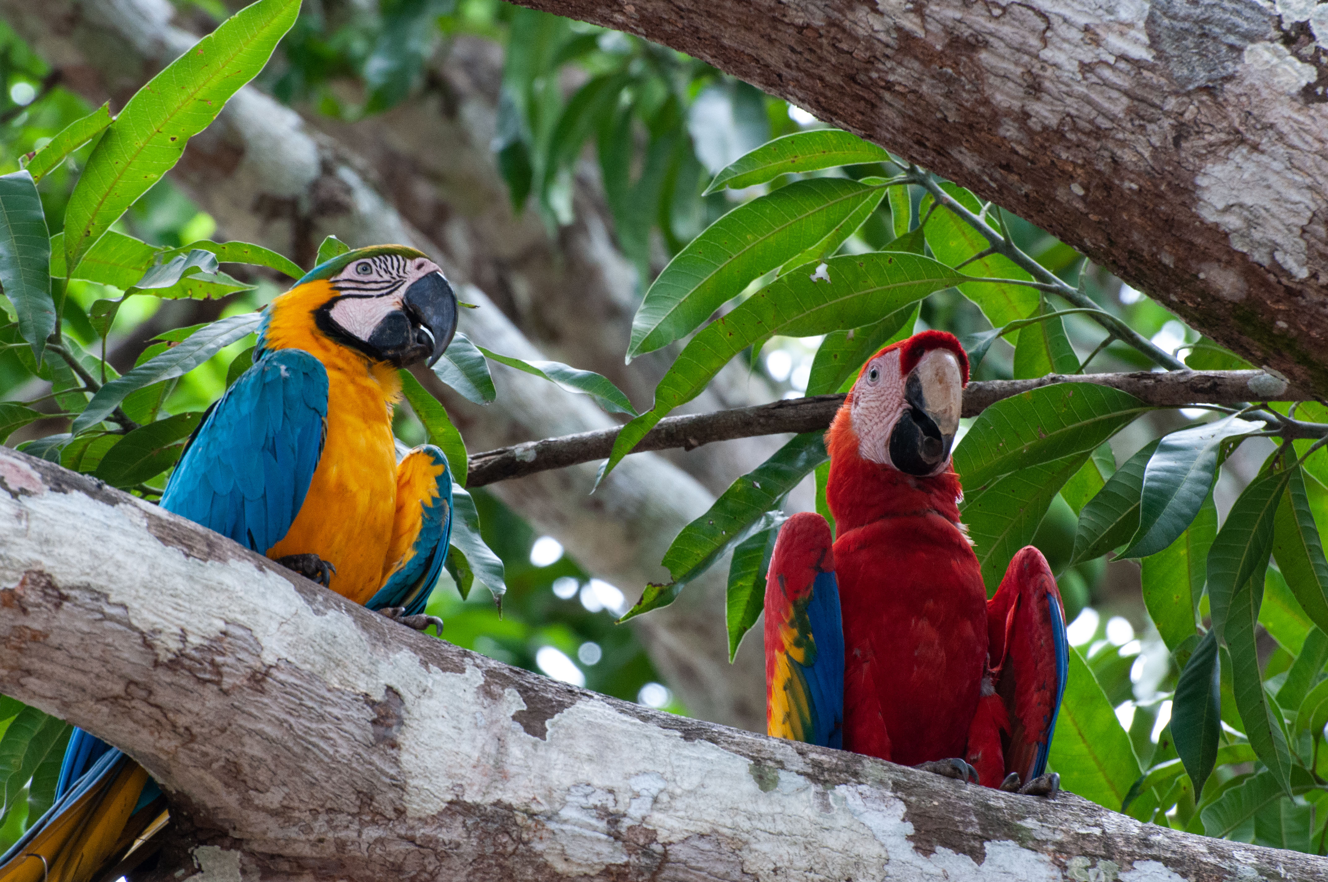 Blue-and-yellow macaw, scarlet macaw